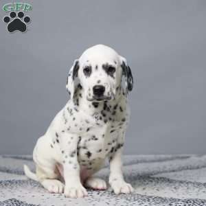 Logan, Dalmatian Puppy